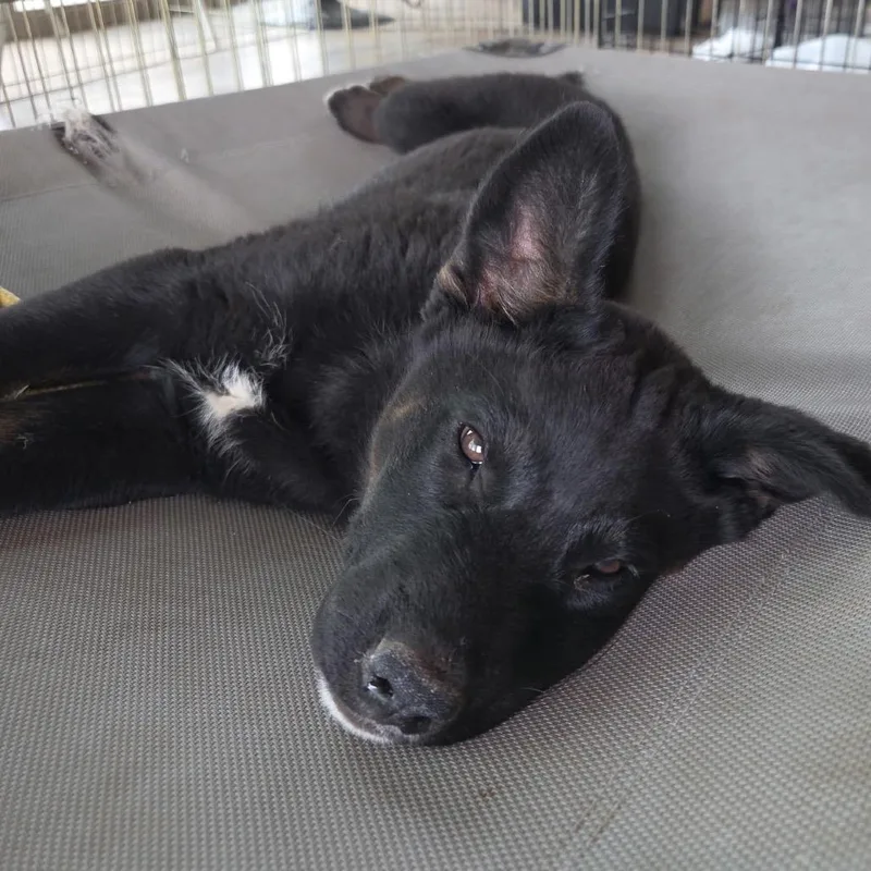 A baby large-sized male Black Mixed Breed dog named Scout for adoption in Park City, UT