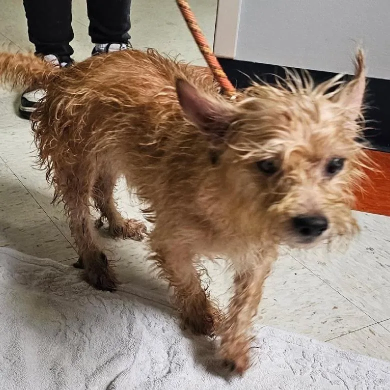 An adult small-sized male Yellow / Tan / Blond / Fawn Mixed Breed dog named Butch for adoption in Elizabeth City, NC