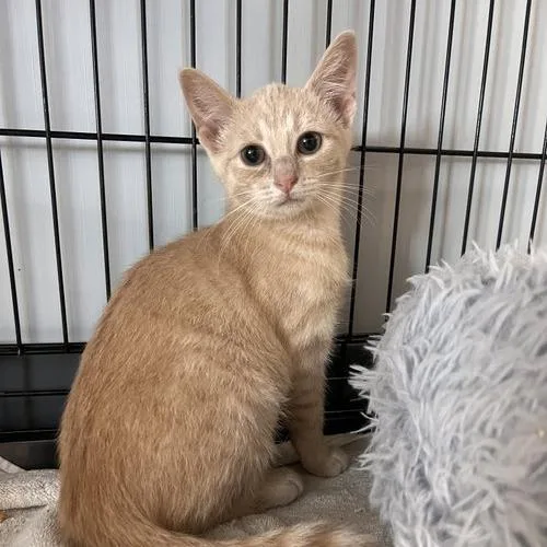 A young small-sized female Buff / Tan / Fawn Domestic Short Hair cat named Kayda for adoption in Georgetown, KY