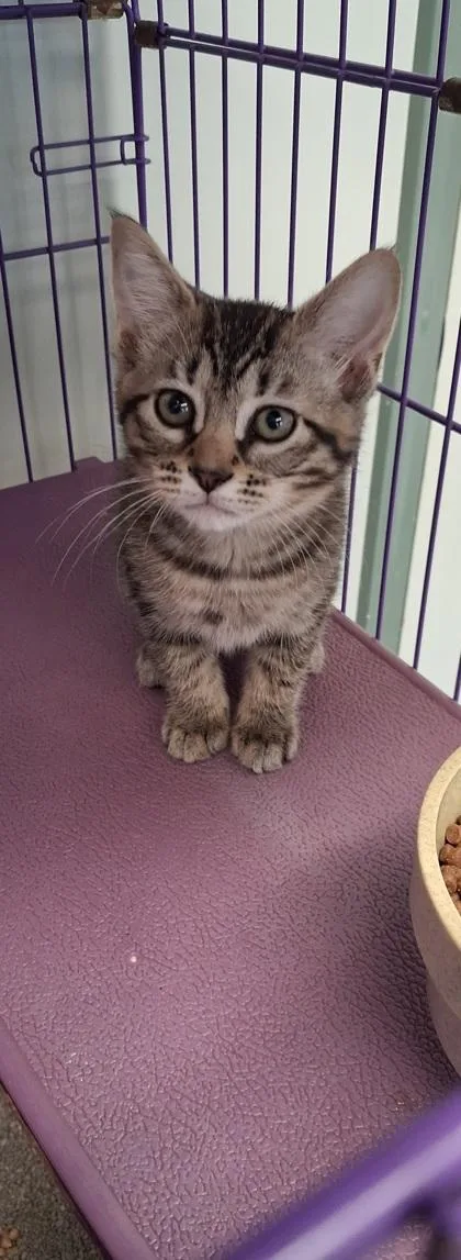 Runescape thumbnail 2