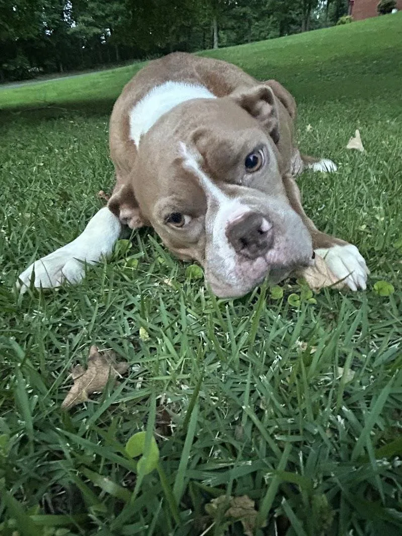 An adult medium-sized female American Bulldog dog named Lily for adoption in Fosters, AL