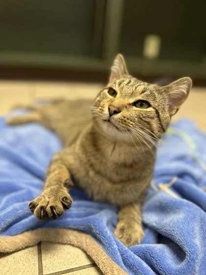 A young medium-sized male Domestic Short Hair cat named Aang for adoption in Traverse City, MI