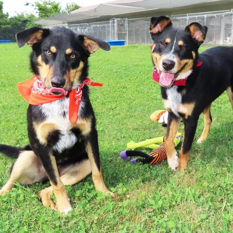 A young medium-sized male Australian Kelpie dog named Clark for adoption in Wadena, MN