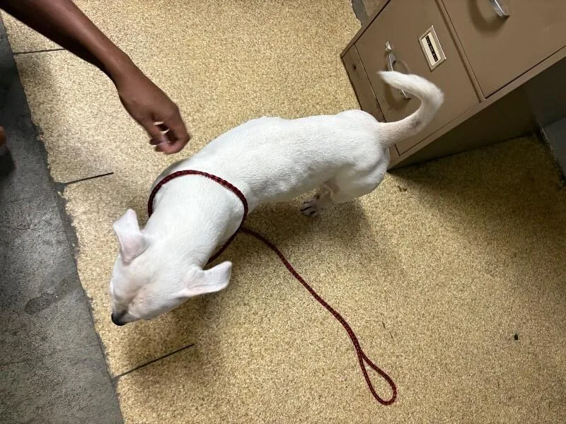 An adult medium-sized female Mixed Breed dog named Stella for adoption in Cincinnati, OH