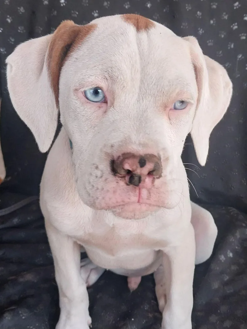 Litter  Bud thumbnail 2