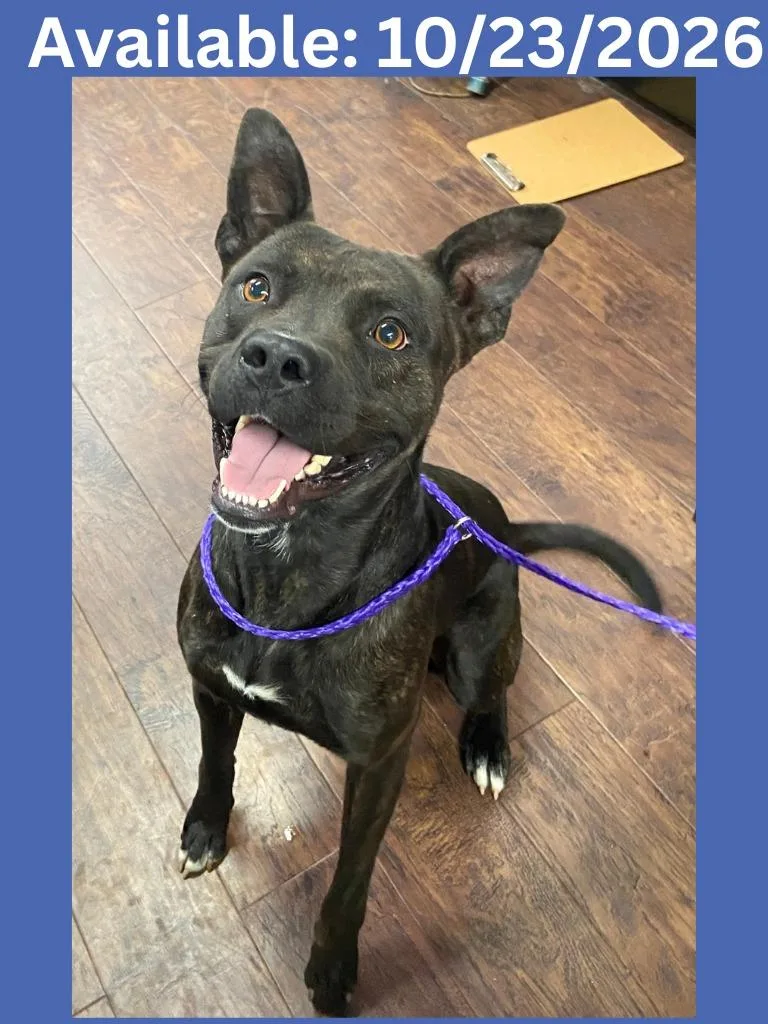 A young medium-sized male Mixed Breed dog named Dog Kennel for adoption in Greenville, TX