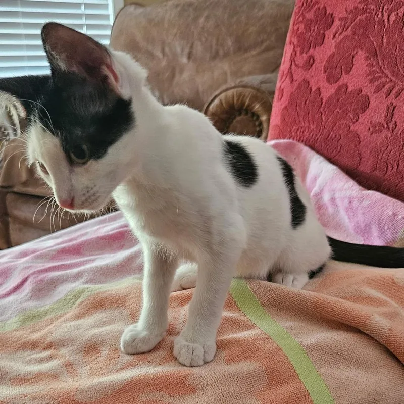 A baby small-sized male Black Domestic Short Hair cat named Willie for adoption in Bulverde, TX