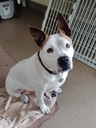 A young large-sized male Mixed Breed dog named Buddy for adoption in Pompano Beach, FL