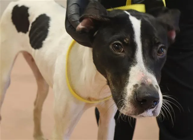 A young medium-sized male Mixed Breed dog named Tres for adoption in Columbia, SC