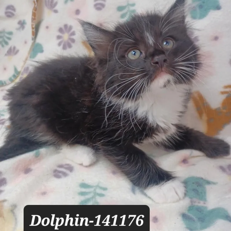 A baby small-sized male Domestic Short Hair cat named Dolphin for adoption in New Tazewell, TN