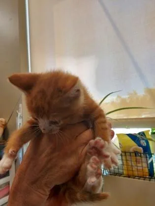 A baby small-sized male Domestic Short Hair cat named Mischief for adoption in Fishers, IN