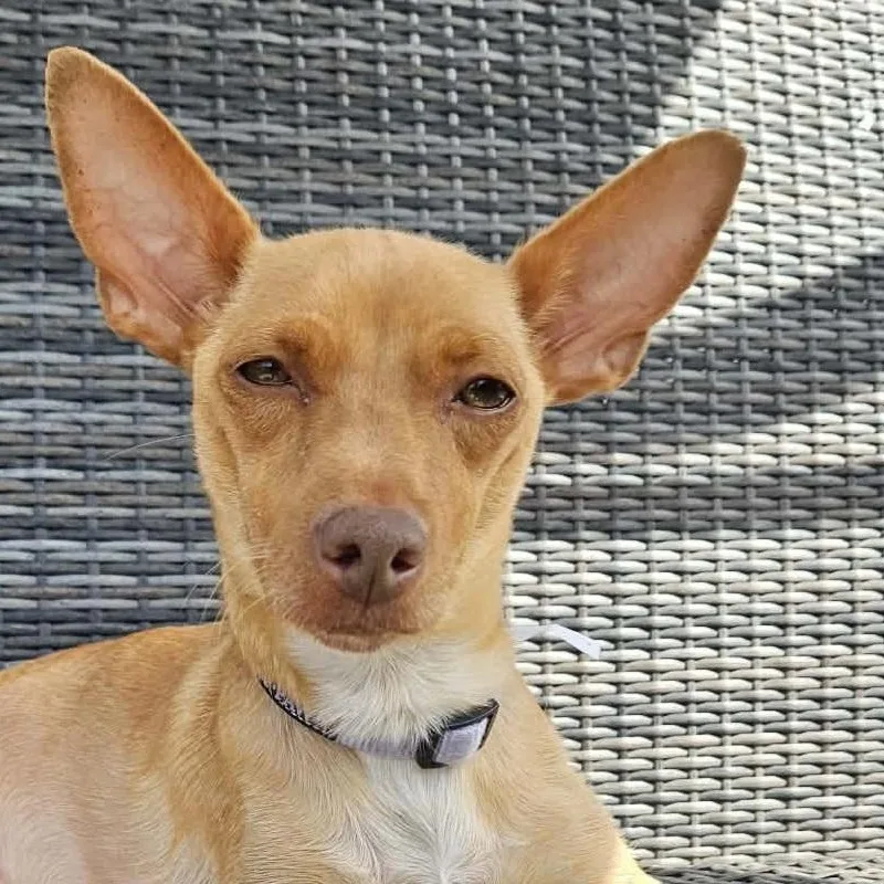 A young small-sized female Golden Miniature Pinscher dog named Jelly for adoption in Galt, CA