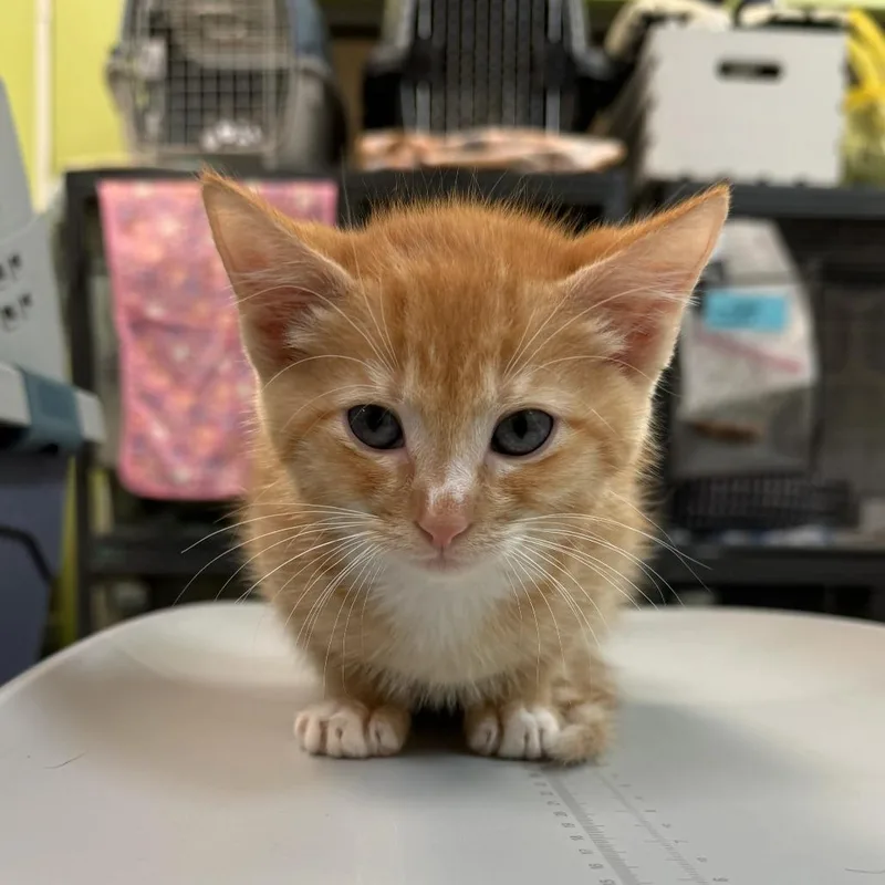 A baby small-sized male Orange / Red Domestic Short Hair cat named St. Stephen for adoption in Lynchburg, VA