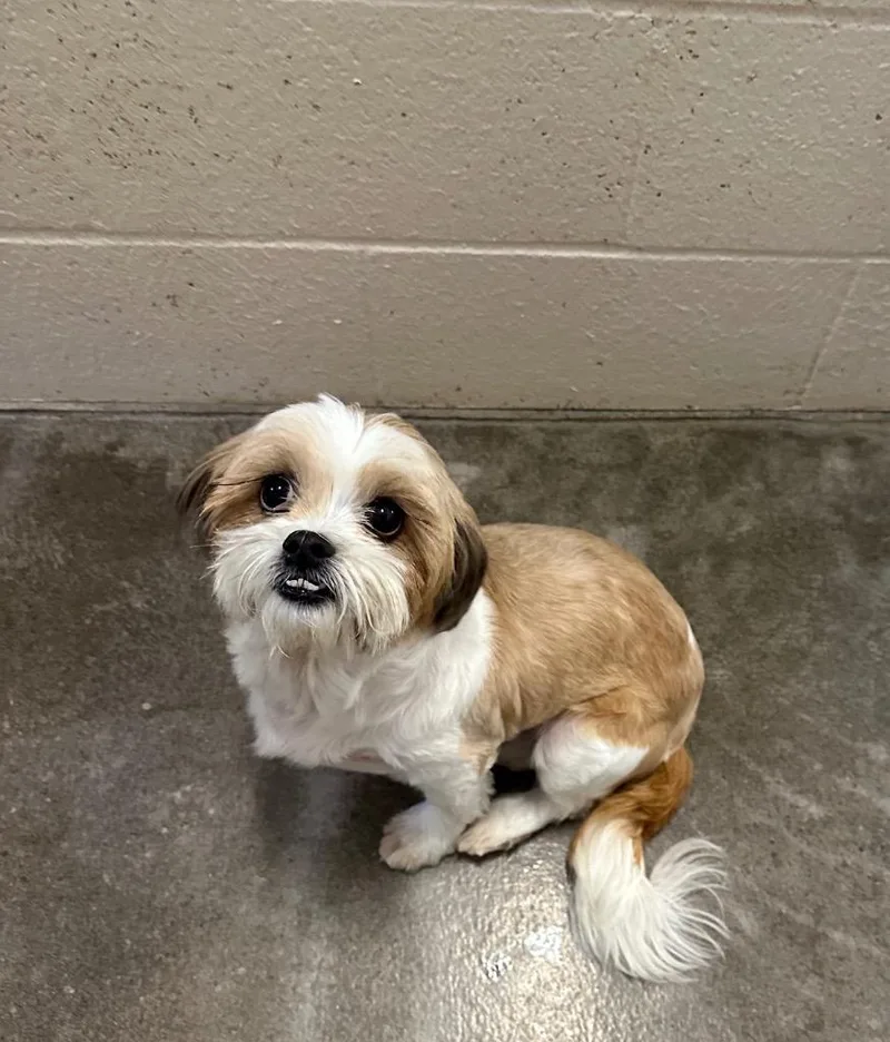 An adult medium-sized female Shih Tzu dog named Rosie for adoption in Newberg, OR