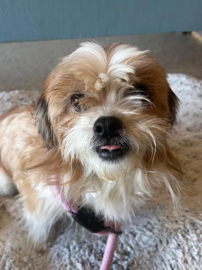 Rosie thumbnail 4