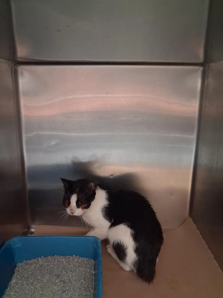 A young large-sized female Domestic Short Hair cat named Idaho for adoption in Cartersville , GA