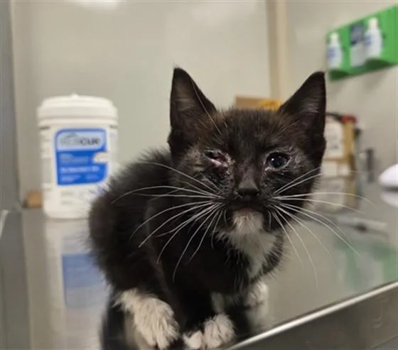 A baby small-sized female Domestic Medium Hair cat named Rune for adoption in Ontario, CA