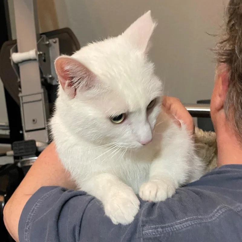 An adult medium-sized male White Domestic Short Hair cat named White for adoption in Oakland, CA