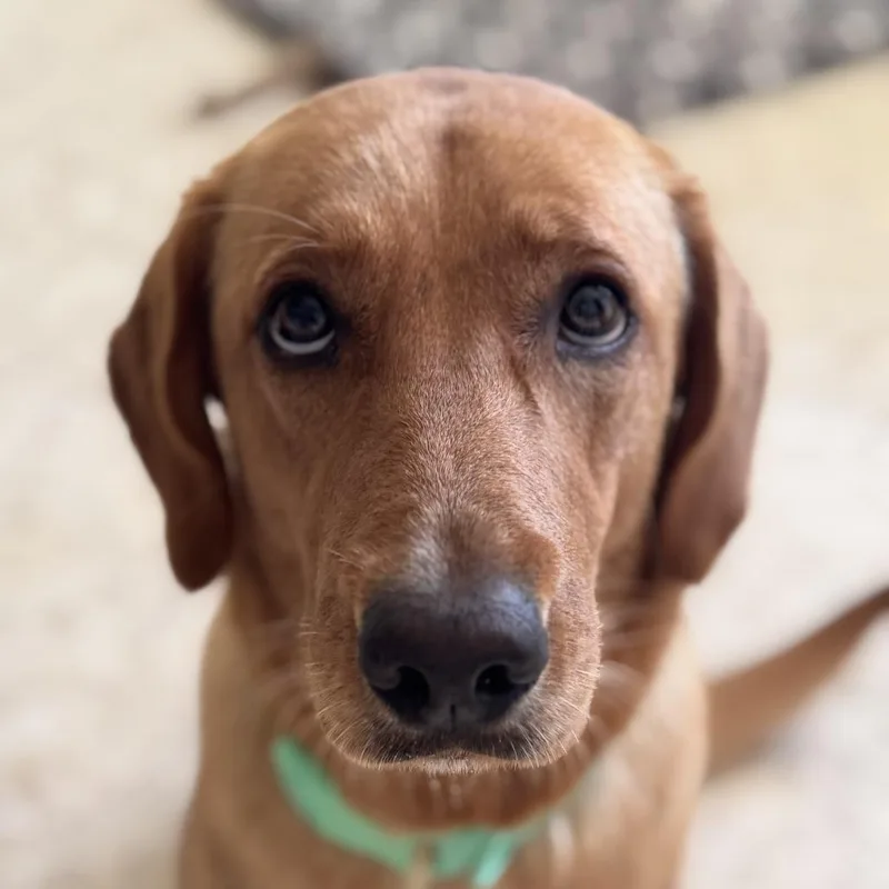 A young medium-sized female Yellow / Tan / Blond / Fawn Golden Retriever dog named Moka for adoption in San Juan, PR