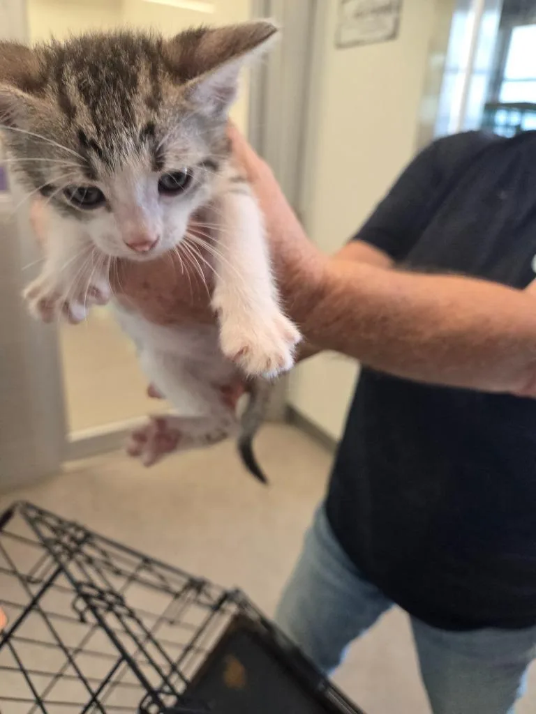 A baby small-sized male Domestic Short Hair cat named Clover for adoption in Bossier City, LA