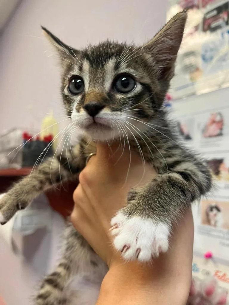 A baby medium-sized male Manx cat named Oregano for adoption in New Braunfels, TX