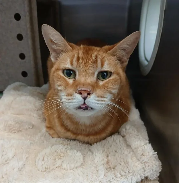 A senior medium-sized male Domestic Short Hair cat named Pumpkin for adoption in Corpus Christi, TX