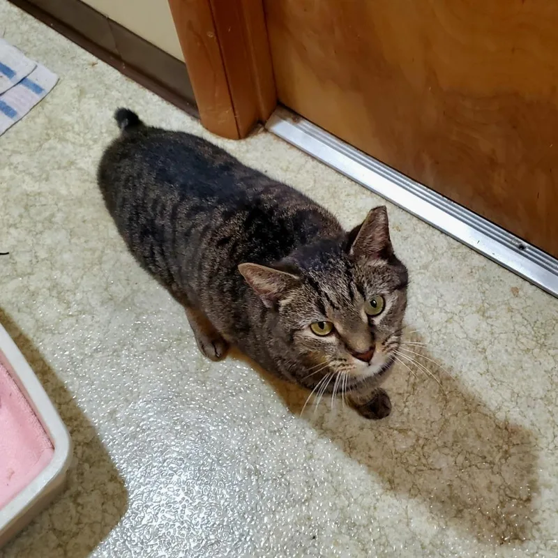 Henrietta thumbnail 2