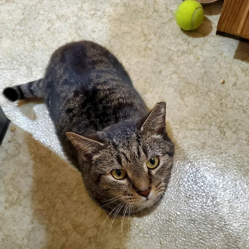 Henrietta thumbnail 3