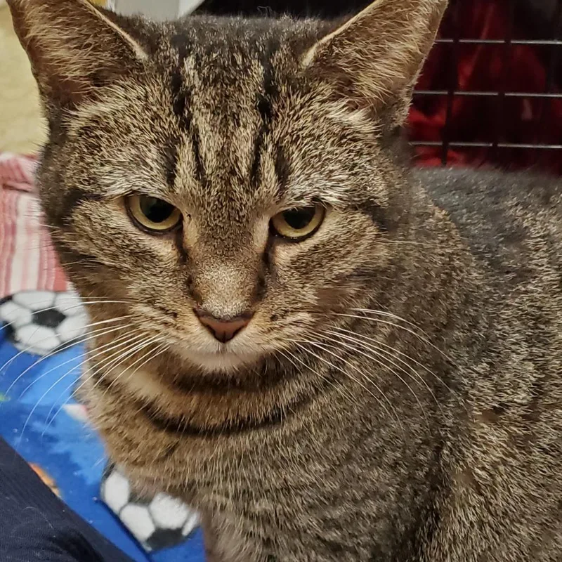 Henrietta thumbnail 4