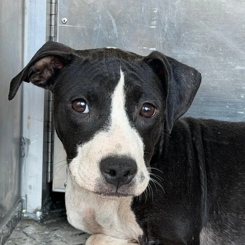 A baby small-sized female Terrier dog named Venus for adoption in Greensboro, NC
