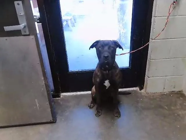 An adult large-sized male Pit Bull Terrier dog named Bear for adoption in Tulsa, OK