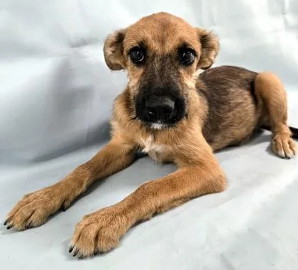 A young large-sized male German Shepherd Dog dog named Patriot for adoption in Morton Grove, IL