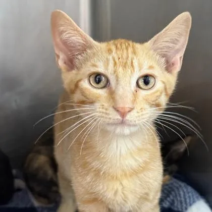 A baby small-sized male Domestic Short Hair cat named Panini for adoption in West Chester, PA