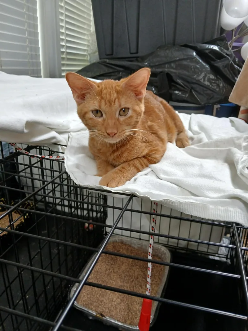 A young medium-sized male Orange / Red Domestic Short Hair cat named Leo for adoption in Lawrenceville, GA