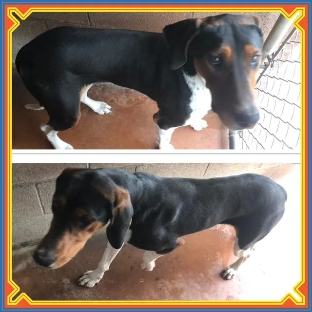 A young medium-sized male Tricolor (Brown, Black, & White) Treeing Walker Coonhound dog named Dr. Pepper for adoption in Buckhannon, WV