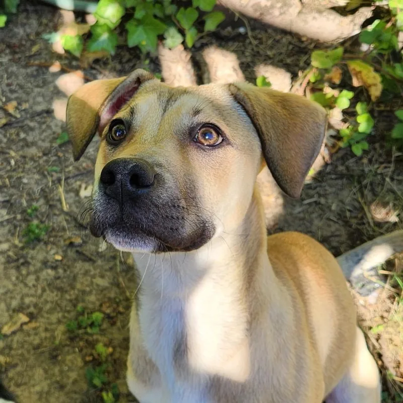 A young large-sized female Brown / Chocolate American Staffordshire Terrier dog named Chausie for adoption in Newberg, OR