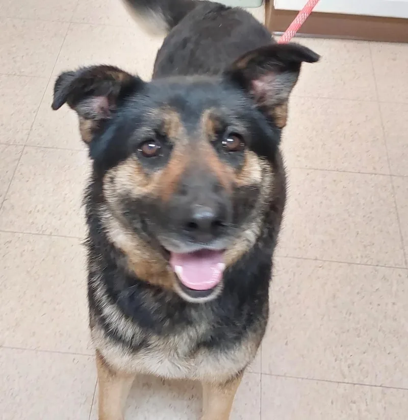An adult medium-sized female German Shepherd Dog dog named Sapphire for adoption in Mocksville, NC