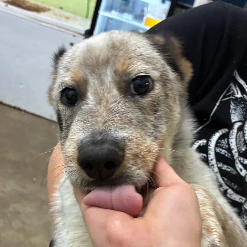 A baby small-sized male Australian Cattle Dog / Blue Heeler named Spencer for adoption in Corbin, KY