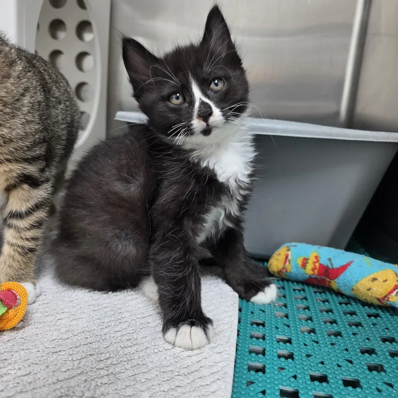 A baby medium-sized male Black & White / Tuxedo Domestic Long Hair cat named Bobby Brady for adoption in Beaverton, OR
