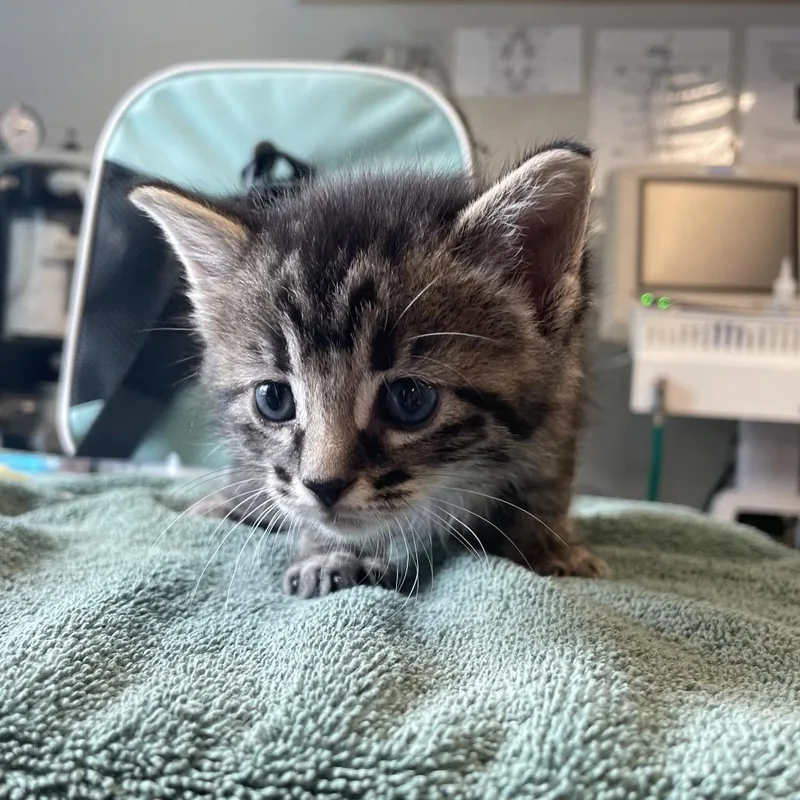 A baby small-sized male Brown / Chocolate Domestic Short Hair cat named Doctor Scott for adoption in Edwardsville, IL