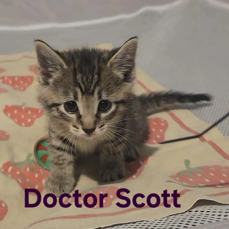 Doctor Scott thumbnail 2