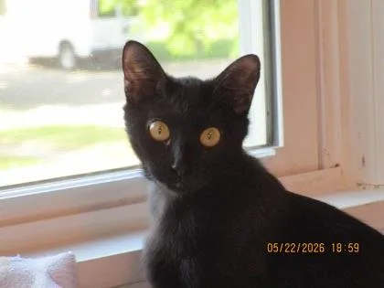 An adult large-sized female Black Domestic Short Hair cat named Silk for adoption in Wichita, KS