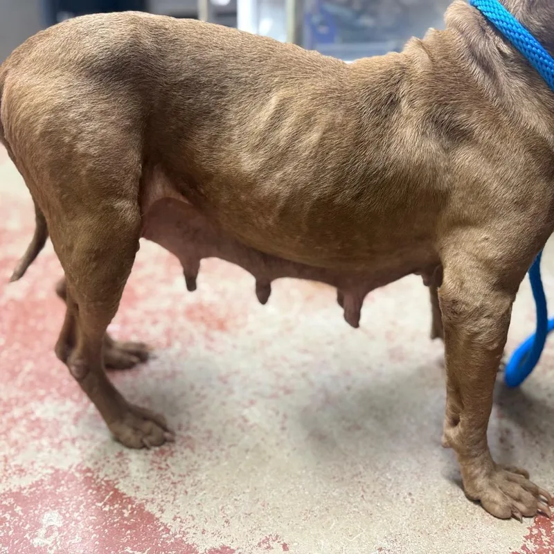 A senior medium-sized female Brown / Chocolate Mixed Breed dog named Phoenix for adoption in Pauls Valley, OK
