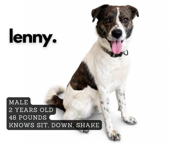 A young medium-sized male Mixed Breed dog named Lenny for adoption in Ashland, KY