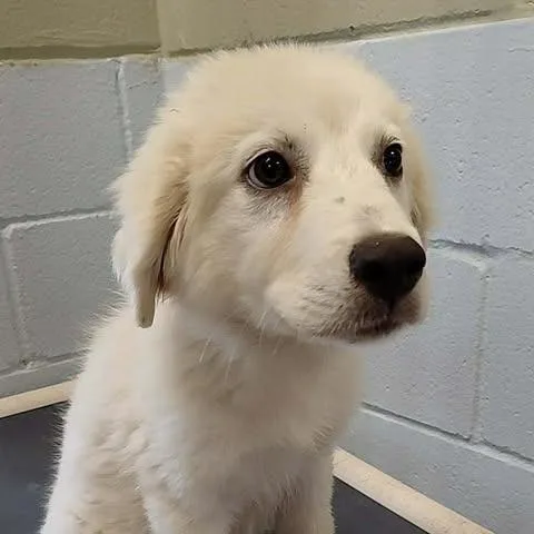 Marshmallow