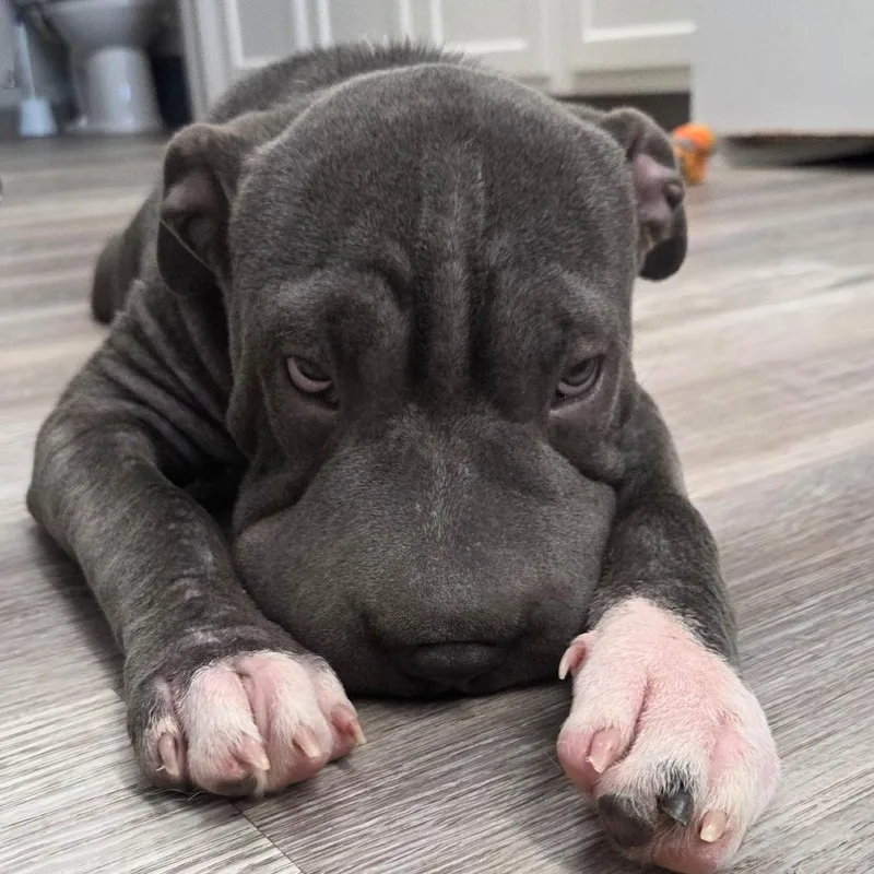 A young medium-sized male Shar-Pei dog named Stone for adoption in Muncie, IN