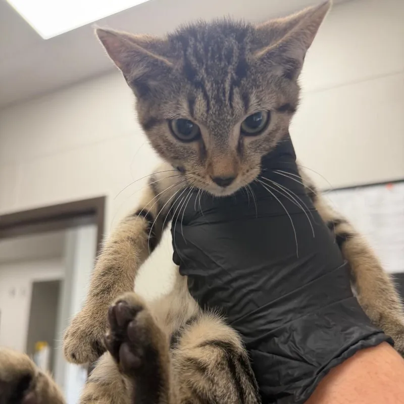 A baby small-sized female Gray / Blue / Silver Domestic Short Hair cat named Werewolf for adoption in Columbiana, AL