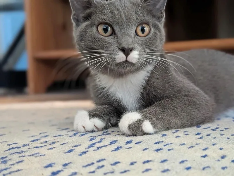 Charlie