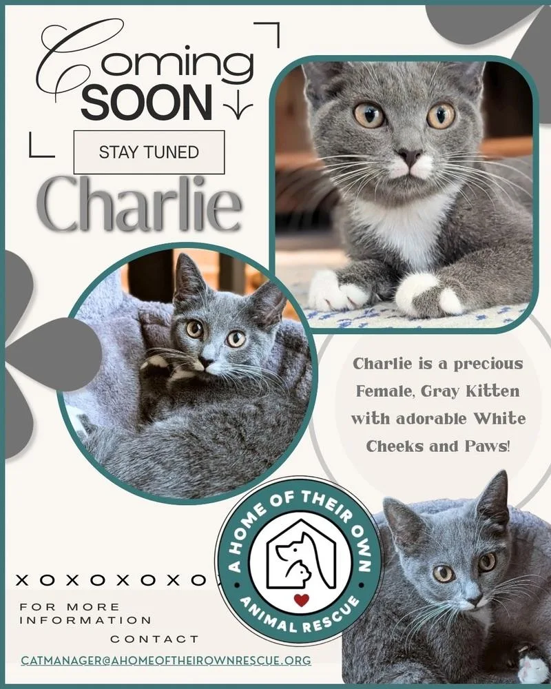 Charlie thumbnail 3