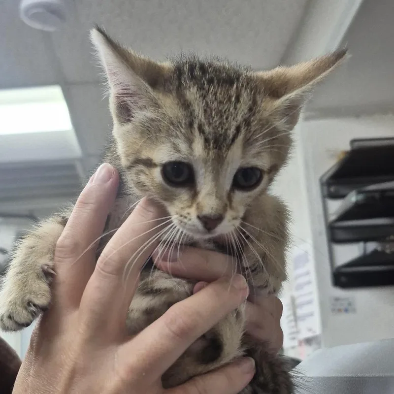 A baby small-sized female Brown / Chocolate Domestic Short Hair cat named Derby Rose for adoption in Newark, NJ